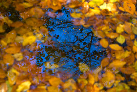 multicolored carpet of fallen leaves on the water in the forestの写真素材