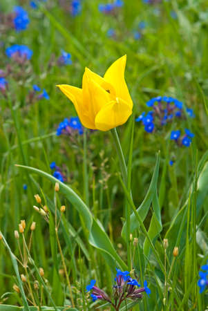 bright multicolored wild red book tulips in the fieldの写真素材