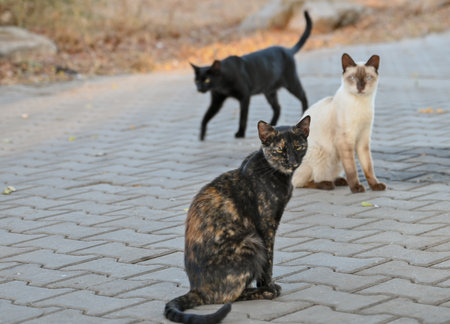 Three stray cats sitting on the sidewalk in the autumn park. selective focus.の写真素材