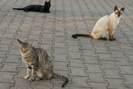 Three cats sitting on the pavement of the old town of Tbilisi, Georgiaの写真素材