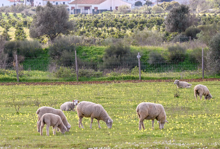Sheep in a meadow in Alentejo, Portugal.の写真素材