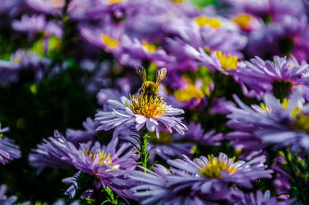 Bee flying over colorful flower field at summer day.の写真素材