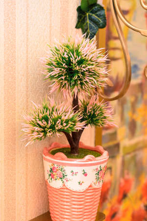 Pot on the table with pine trees in the interior of the apartment.の写真素材