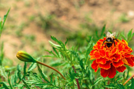 Bumble bee on a bright flower collecting nectar. Lonely insect labor.の写真素材