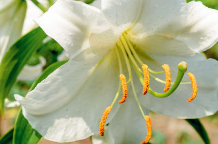 White flower close-up. Visible stamens and pistils.の写真素材