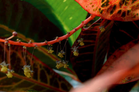 Green plants in the botanical garden shows its splendor.