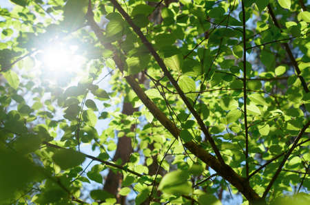 The leaves of the trees shine through the sunlight.