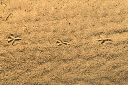 Path from the tracks of a bird on the sandの写真素材