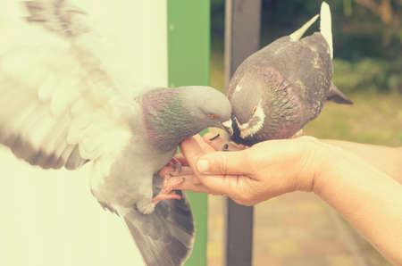 Pigeons are fed from the hands of man seeds.の写真素材