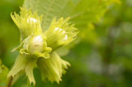 Hazelnut on a bush of four immature nuts.の写真素材