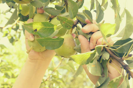 Women's hands tear the fruit of a pear treeの写真素材