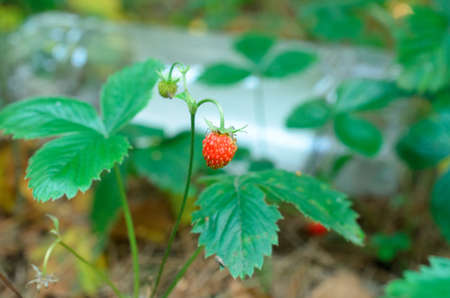 Plastic bottles spoil and pollute the ecological state of natureの写真素材