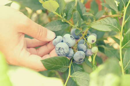 Female hands tear blue berries of blueberries from a bushの写真素材