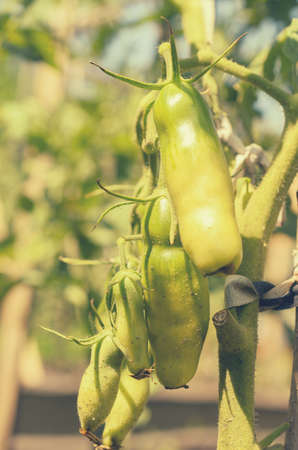 Unripe fruits of tomatoes of oblong form on a bushの写真素材
