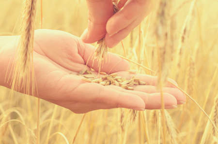 Hands gently pat the spikelets of wheat on a summer dayの写真素材