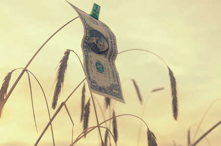 A dollar on a spike of wheat as a measure of wealthの写真素材
