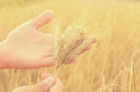 Hands gently pat the spikelets of wheat on a summer dayの写真素材