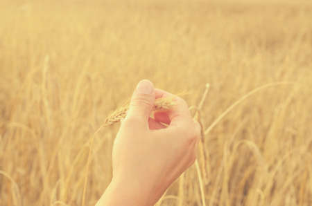 Hands gently pat the spikelets of wheat on a summer dayの写真素材