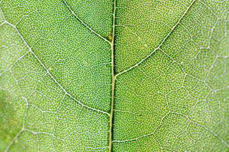 A leaf of a tree in autumn in macro on a skylight