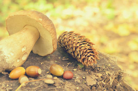Torn white mushrooms lie on a tree stump in the forestの写真素材