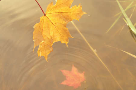 Falling autumn leaves of a maple into the water