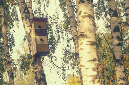 Beautiful colorful houses for birds on birches