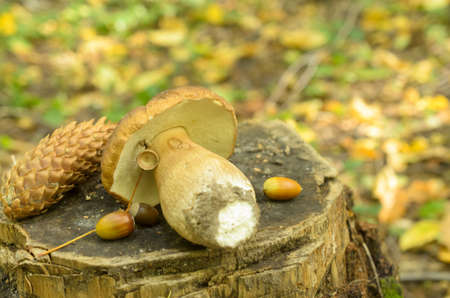 Torn white mushrooms lie on a tree stump in the forestの写真素材