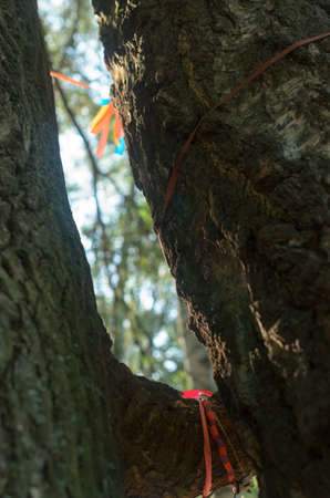 Two trees as a symbol of love and faithfulness embrace each otherの写真素材