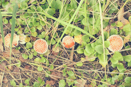 Red fly agarics with white spots in the forest