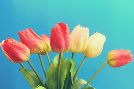 Gently pink and red tulips in a bouquet on a blue backgroundの写真素材