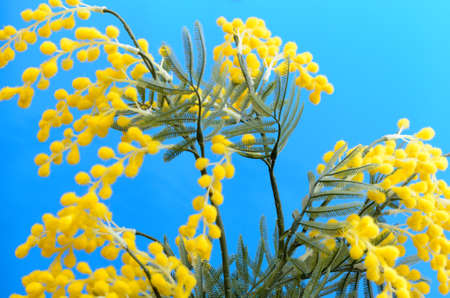 A bouquet of yellow mimosa on a blue backgroundの写真素材