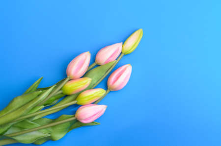 Buds of unopened tulips on a blue background