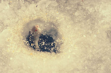 Pulling caught fish from a hole in the winter fishingの写真素材