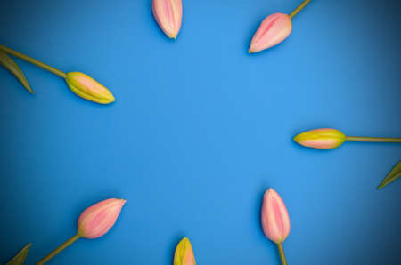Buds of unopened tulips on a blue backgroundの写真素材
