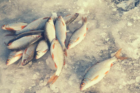 Fish lying in the snow after catching on winter fishingの写真素材