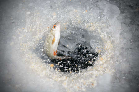 Pulling caught fish from a hole in the winter fishingの写真素材