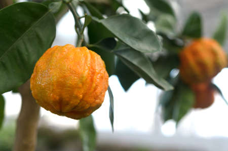 Citrus mandarin with thick skin on a green branch