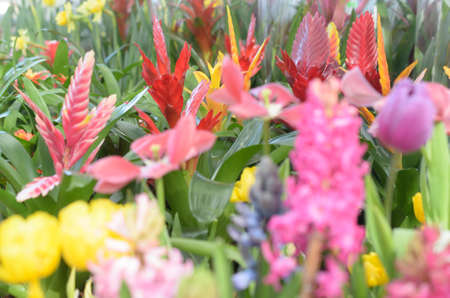 Many flowers of blue and white red and yellow