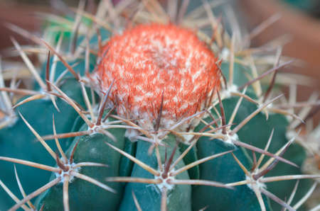 Exotic cactus with a red flower bud budの写真素材