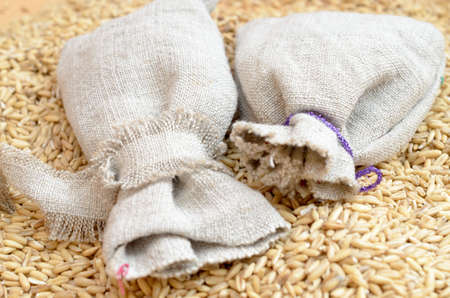 Grains of cereal crops oats scattered on a bag.の写真素材