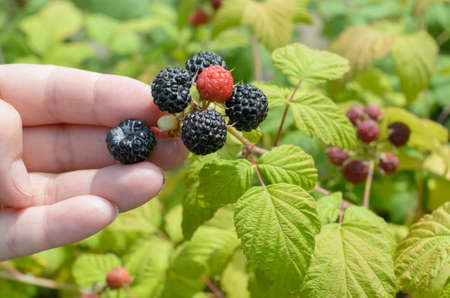 Hands tear berries of juicy blackberries from a bush