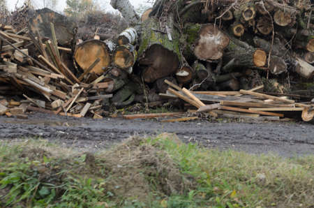 Dump trash from waste wood. The trunks and branches of the tree piled in heaps