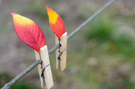 Red-yellow autumn leaves on a rope with clothespins. It looks like a candle flameの写真素材