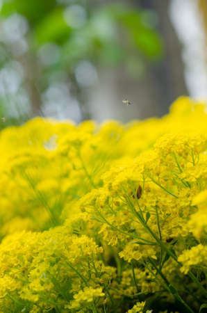 Small yellow flowers and an insect flying from them. Blur.の写真素材