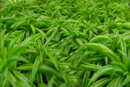 A solid carpet of dense green houseplant petals.の写真素材
