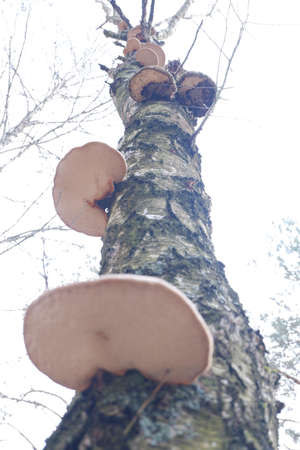 Dead birch from bottom to top along the highway in fungi and parasites.