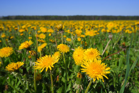 A field of yellow dandelions stretching to the horizon.の写真素材