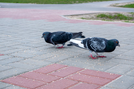 Two pigeons are pecking at spilled grain on the sidewalk.の写真素材