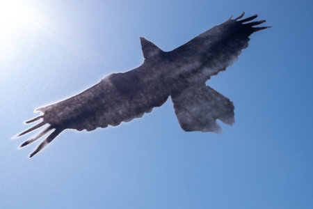 Silhouette of a black crow on a transparent surface against the blue sky and the sun.の写真素材