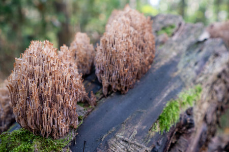 Unusual bush-shaped, spongy-type mushrooms of pinkish color on the trunk of a dead tree.の写真素材